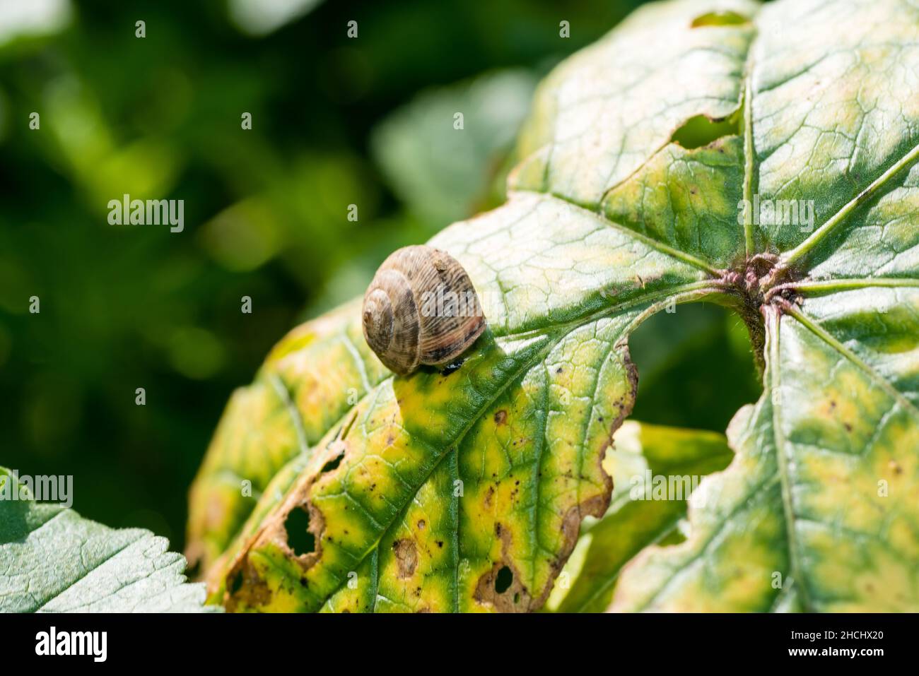 Eine kleine Schnecke auf einem beschädigten Blatt Stockfoto