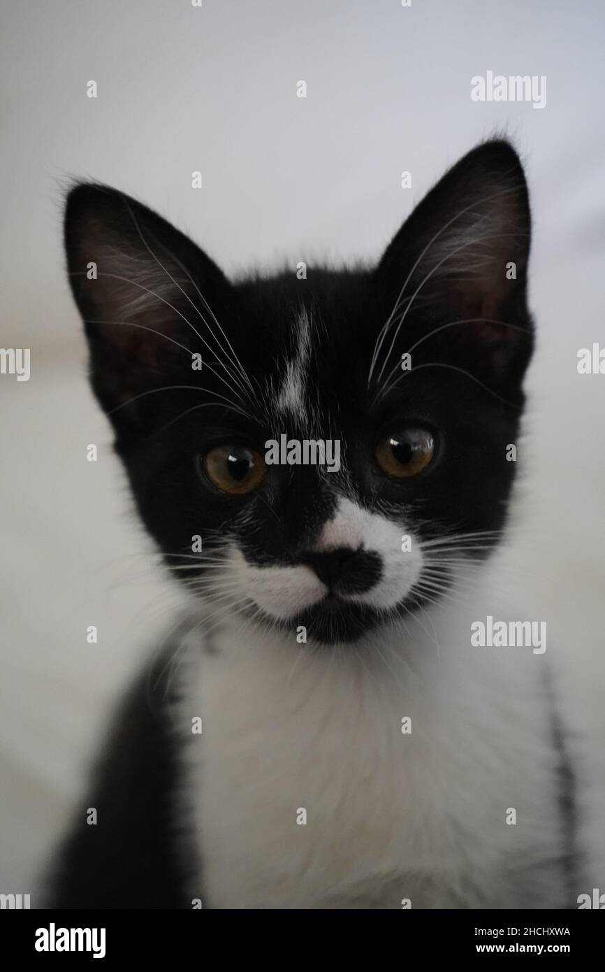 Vertikale Aufnahme eines Kätzchens mit schwarzem und weißem Fell Stockfoto