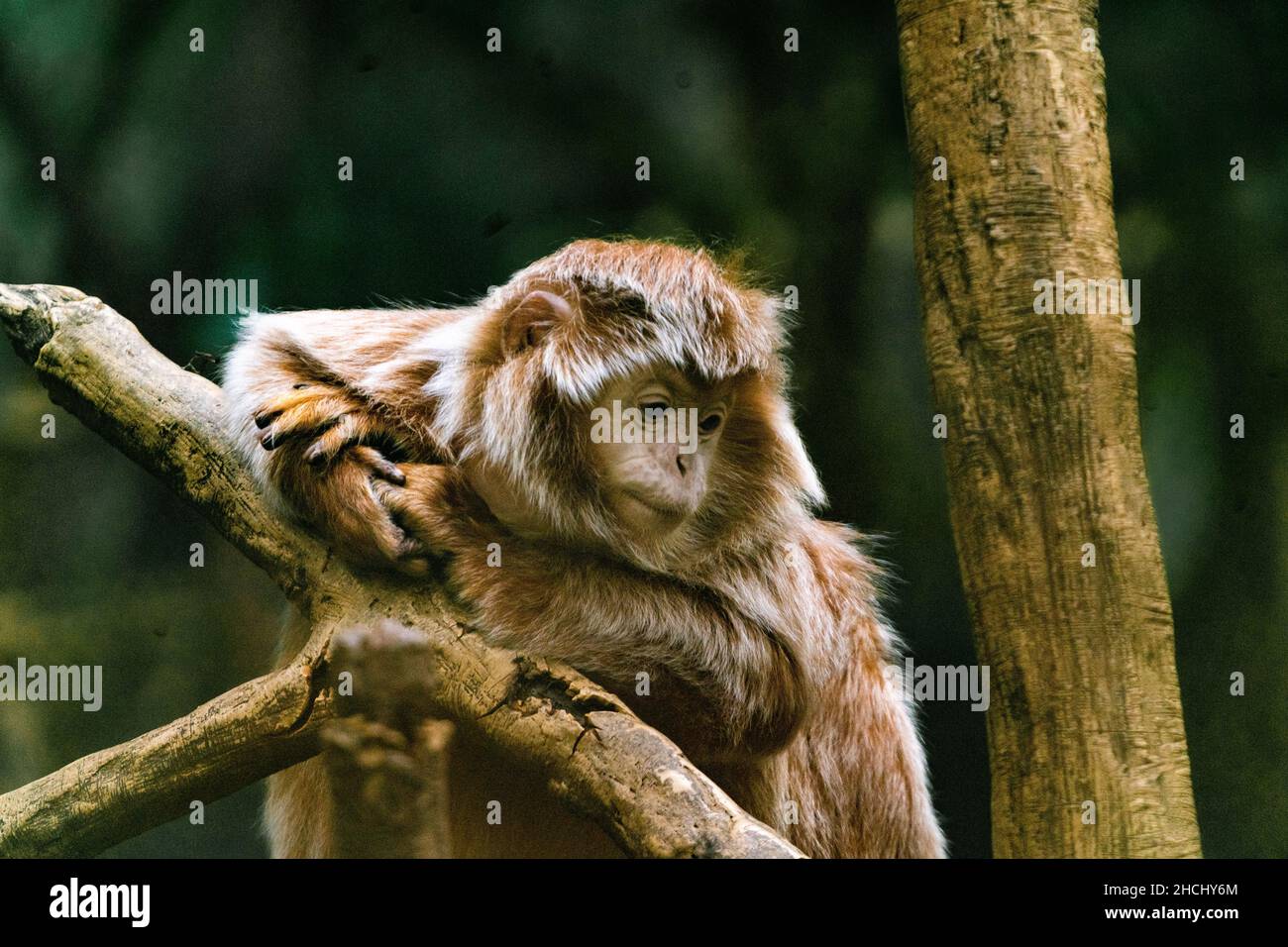 Nahaufnahme eines Affen mit braunem Haar, der auf einem hohen Ast ruht Stockfoto