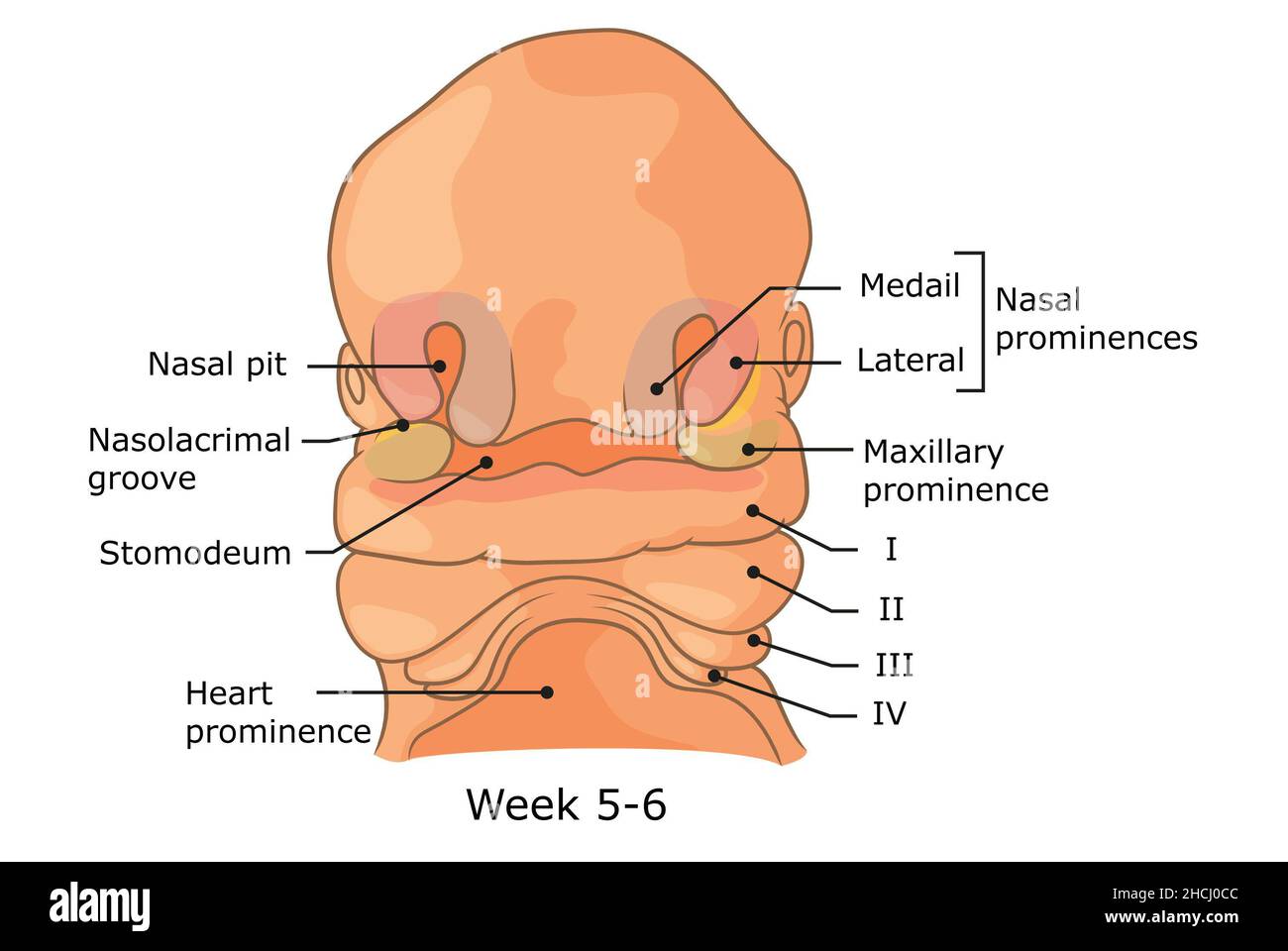 Entwicklung der äußeren Strukturen des menschlichen Gesichts Woche 5 - 6. Stockfoto