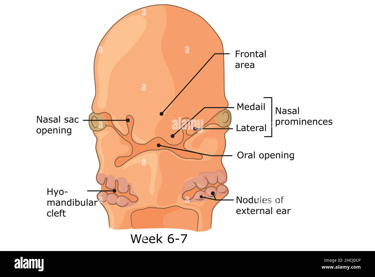 Entwicklung der äußeren Strukturen des menschlichen Gesichts Woche 6 - 7. Stockfoto