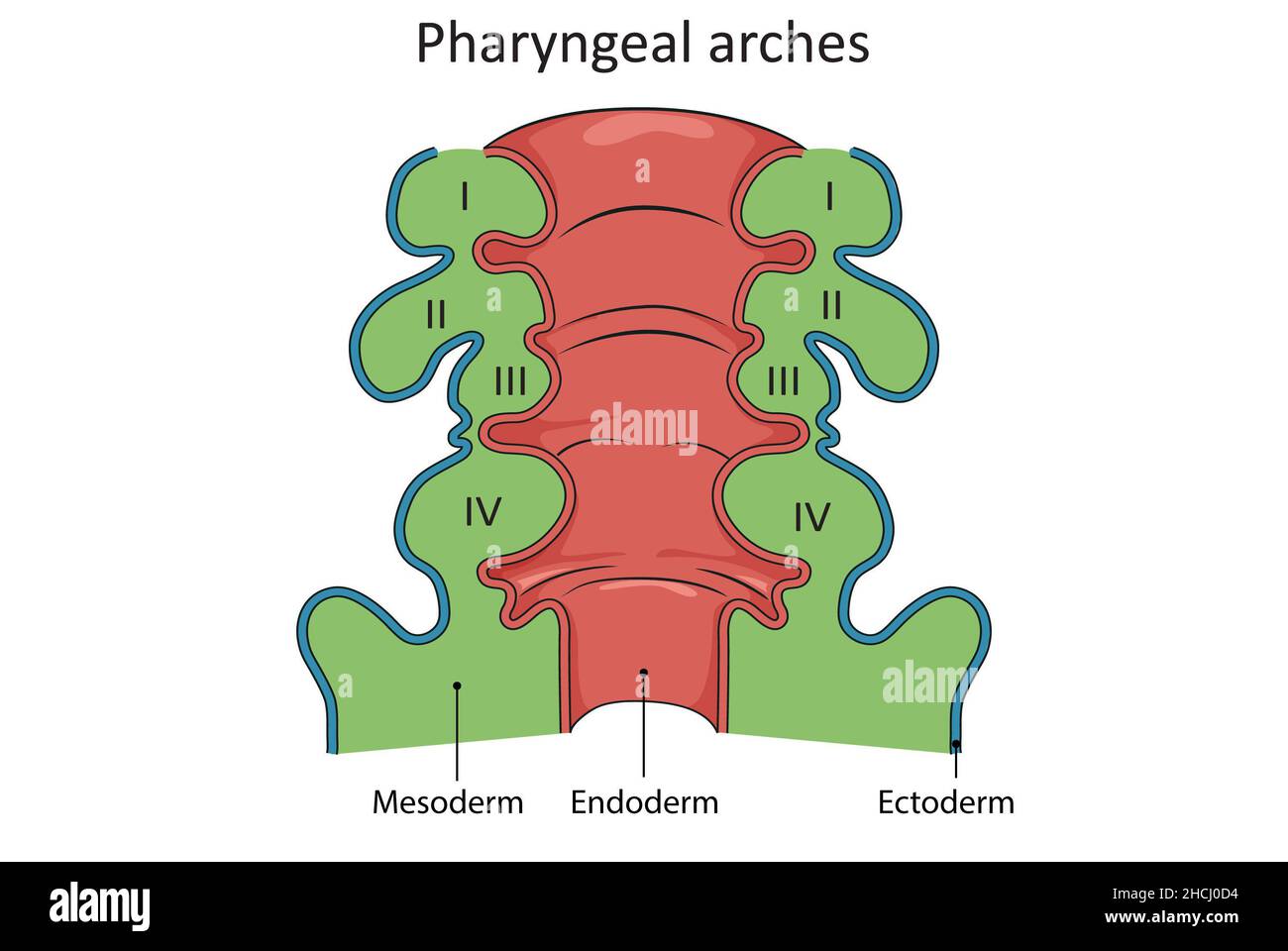 Entwicklung und Embryologie der Pharyngealbögen Stockfoto