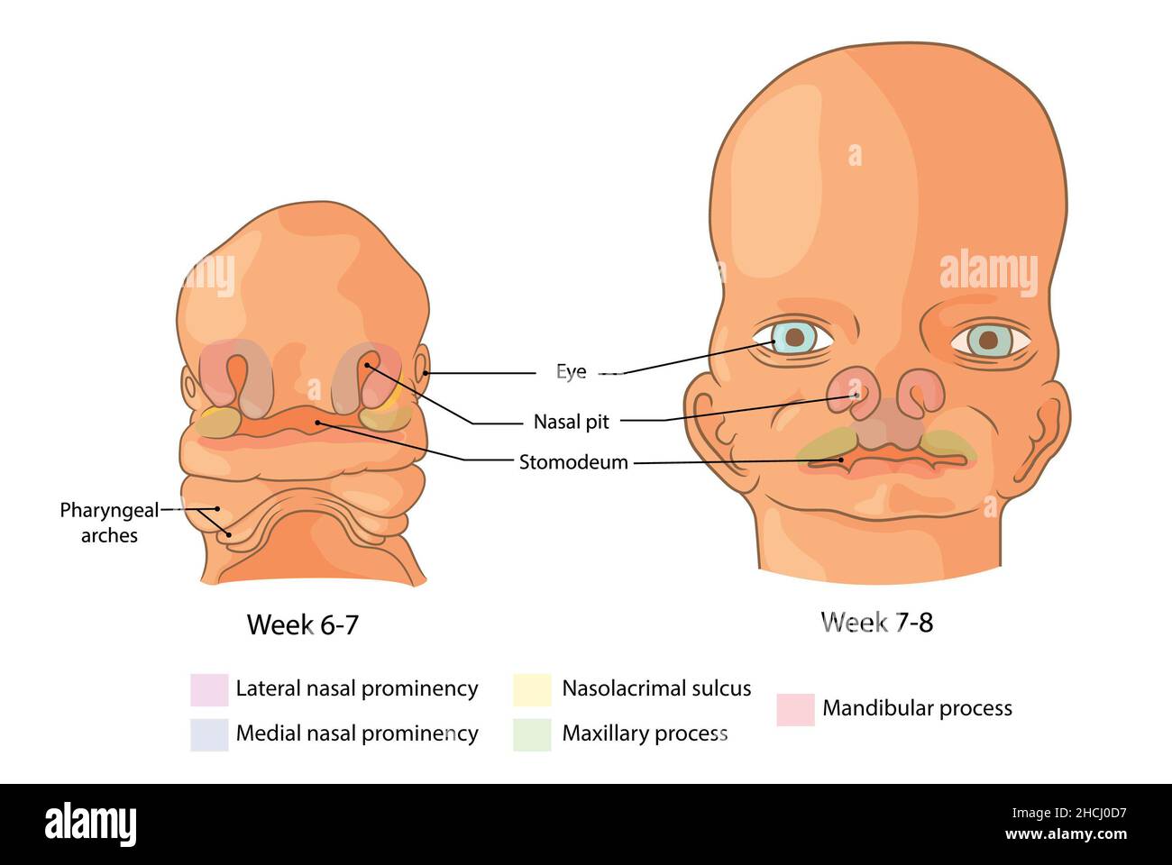 Embryologische Entwicklung des Gesichts Wochen 6-8 Stockfoto