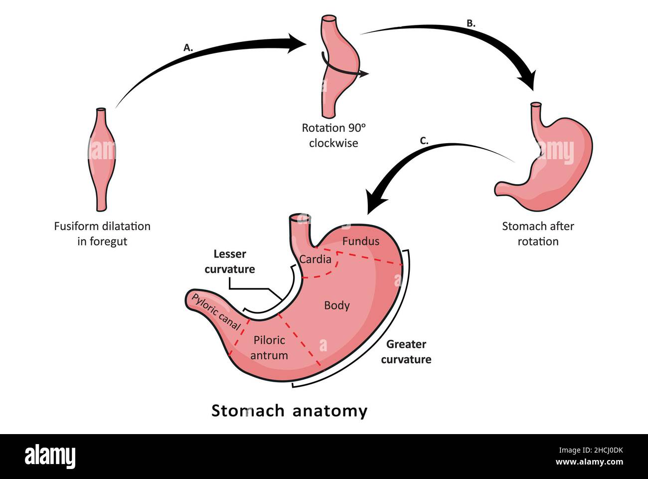 Entwicklung des Magens aus dem primären Darm, Rotation des Darms. Stockfoto