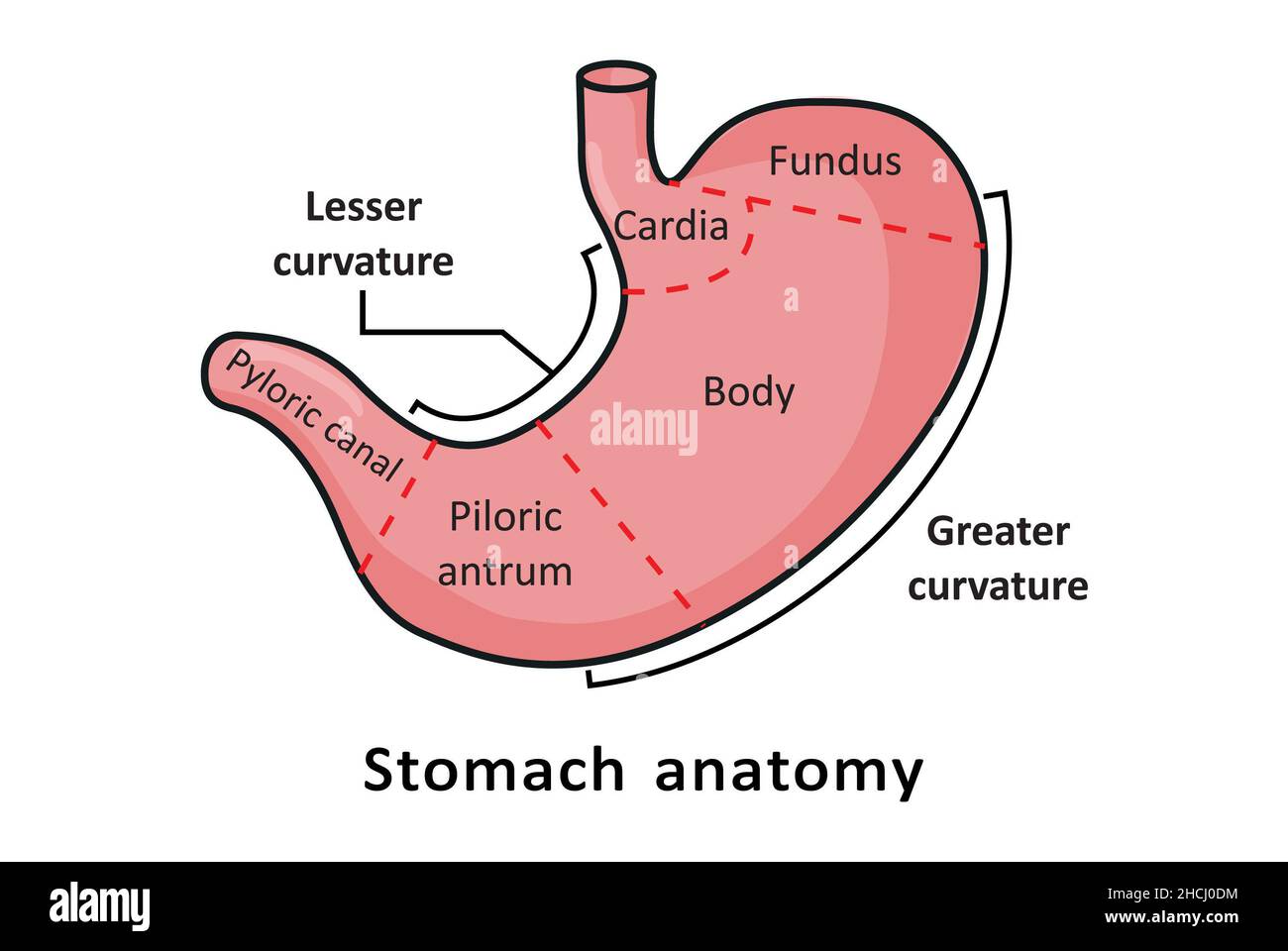 Grundlegende anatomische Struktur des Magens Stockfoto