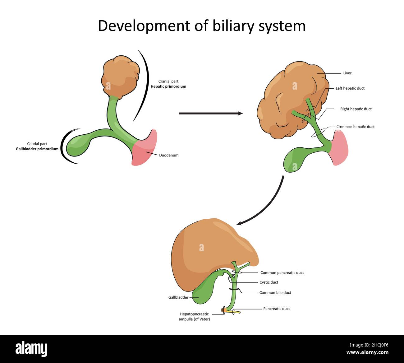 Entwicklung des biliären Systems, von den primären Knospen bis hin zu vollständigen anatomischen Merkmalen Stockfoto