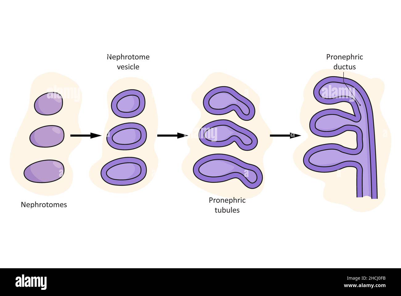 Embryologische Entwicklung des renalen (urinären) Systems, Stadium des Pronephros Stockfoto