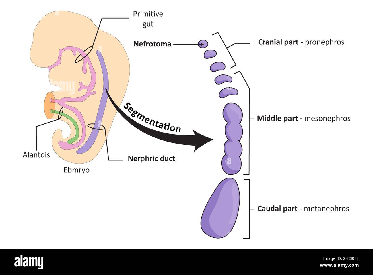 Embryologische Entwicklung des renalen (urinären) Systems, Segmentierung des Ductus nephricus Stockfoto