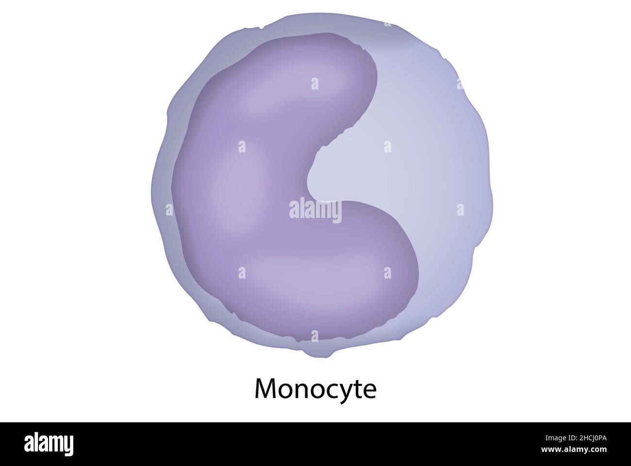 Monozyten, Makrophagen, Zellstruktur des Blutes Stockfoto