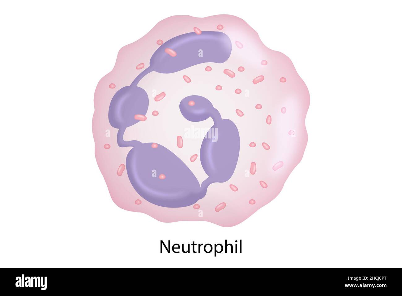 Neutrophile, weiße Blutkörperchen, Polymorphonuklee Stockfoto