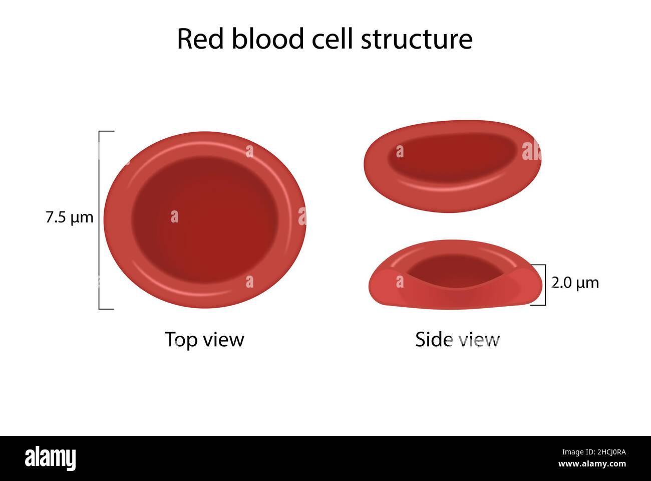 Struktur der roten Blutkörperchen Stockfoto