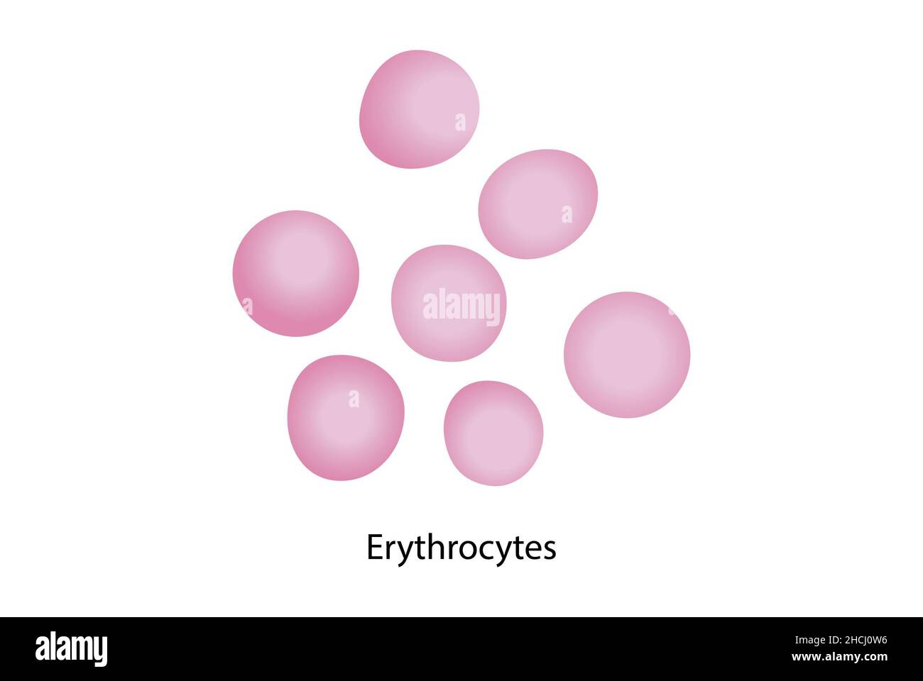 Erythrozyten, wie sie in Blutverstrich, Mikroskopie gesehen werden. Stockfoto