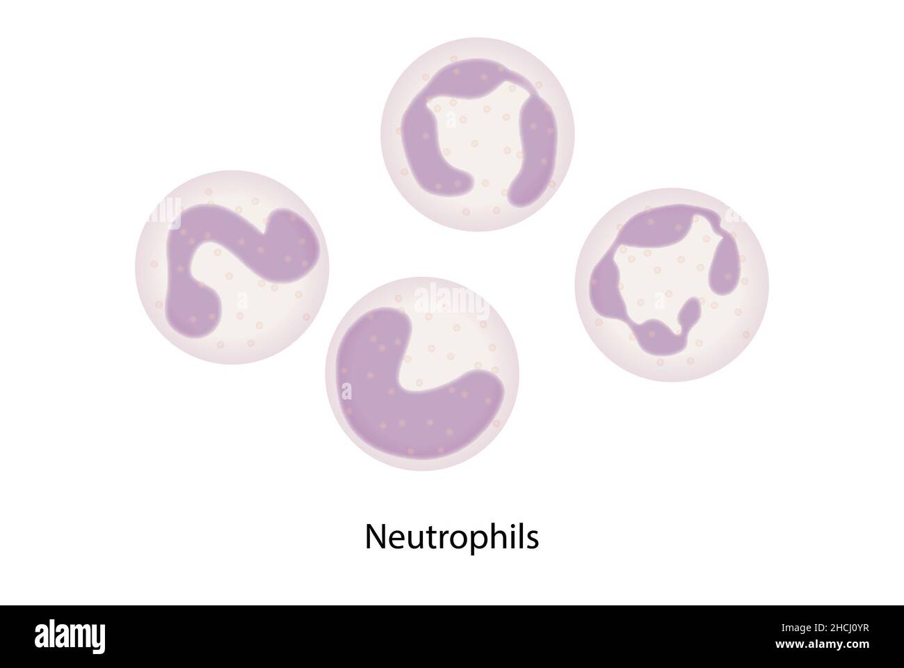 Neutrophile, weiße Blutkörperchen, Polymorphonuklee Stockfoto