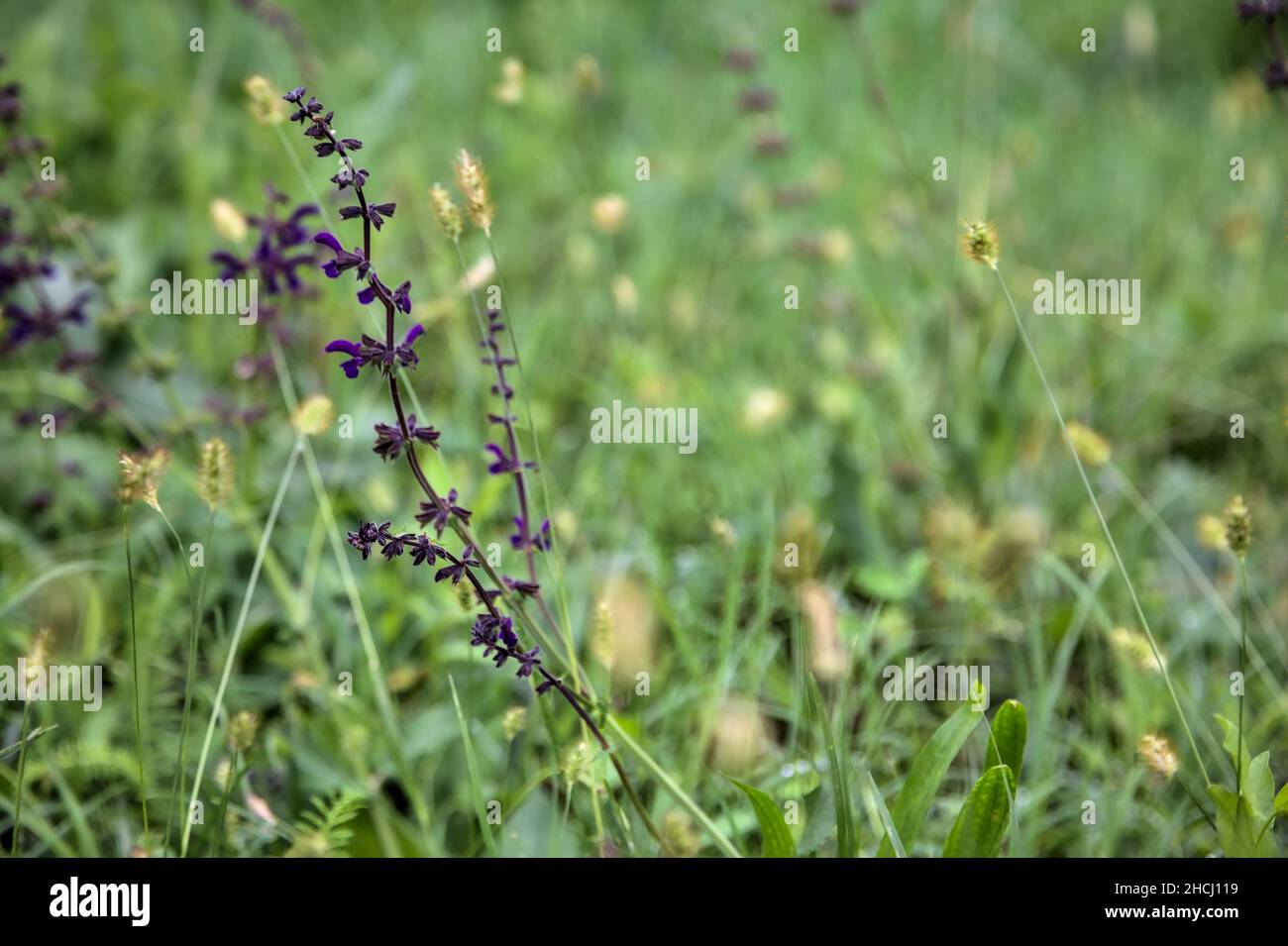 Ysop blüht im Gras aus der Nähe Stockfoto