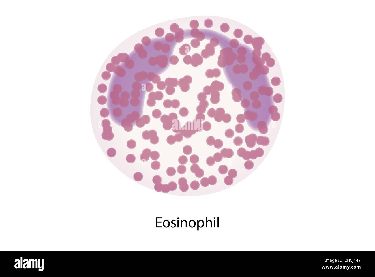 Eosinophil, weiße Blutkörperchen, Zellen des Immunsystems Stockfoto
