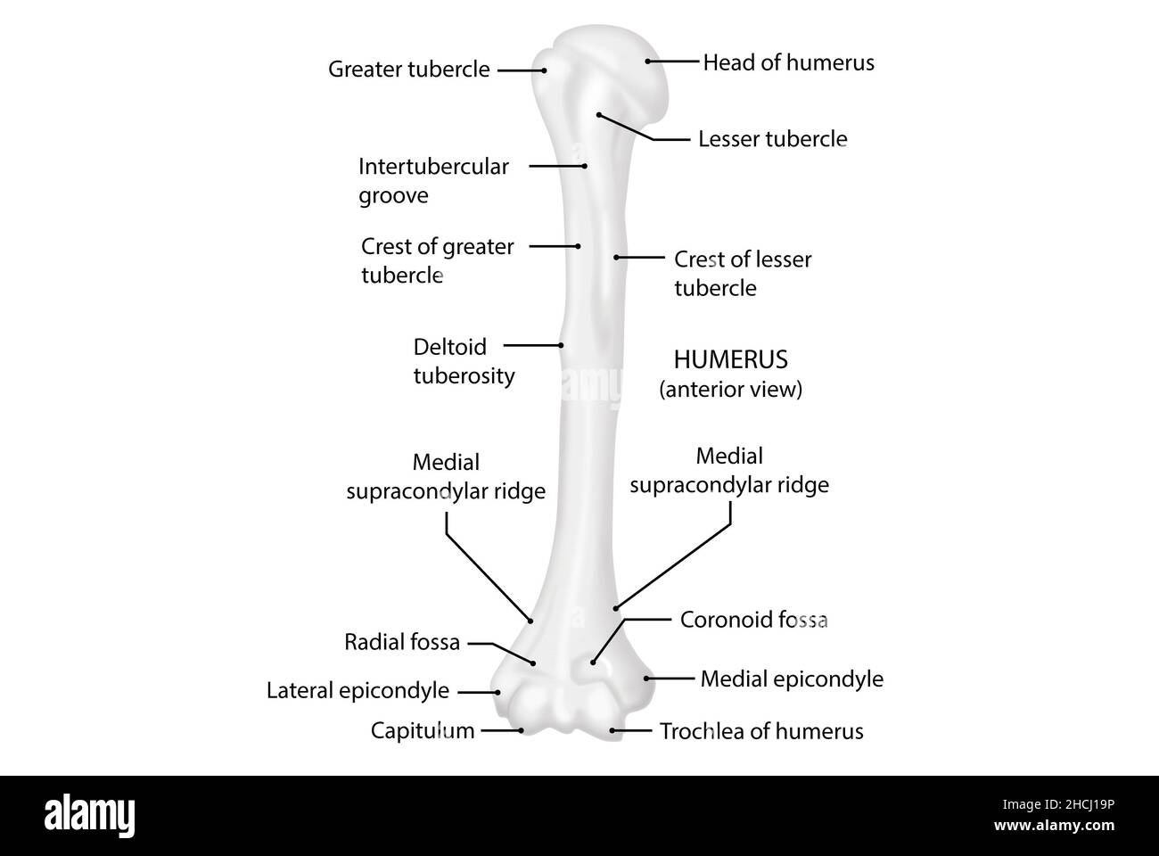 Humerus , anteriore Ansicht, menschliche Anatomie Stockfoto