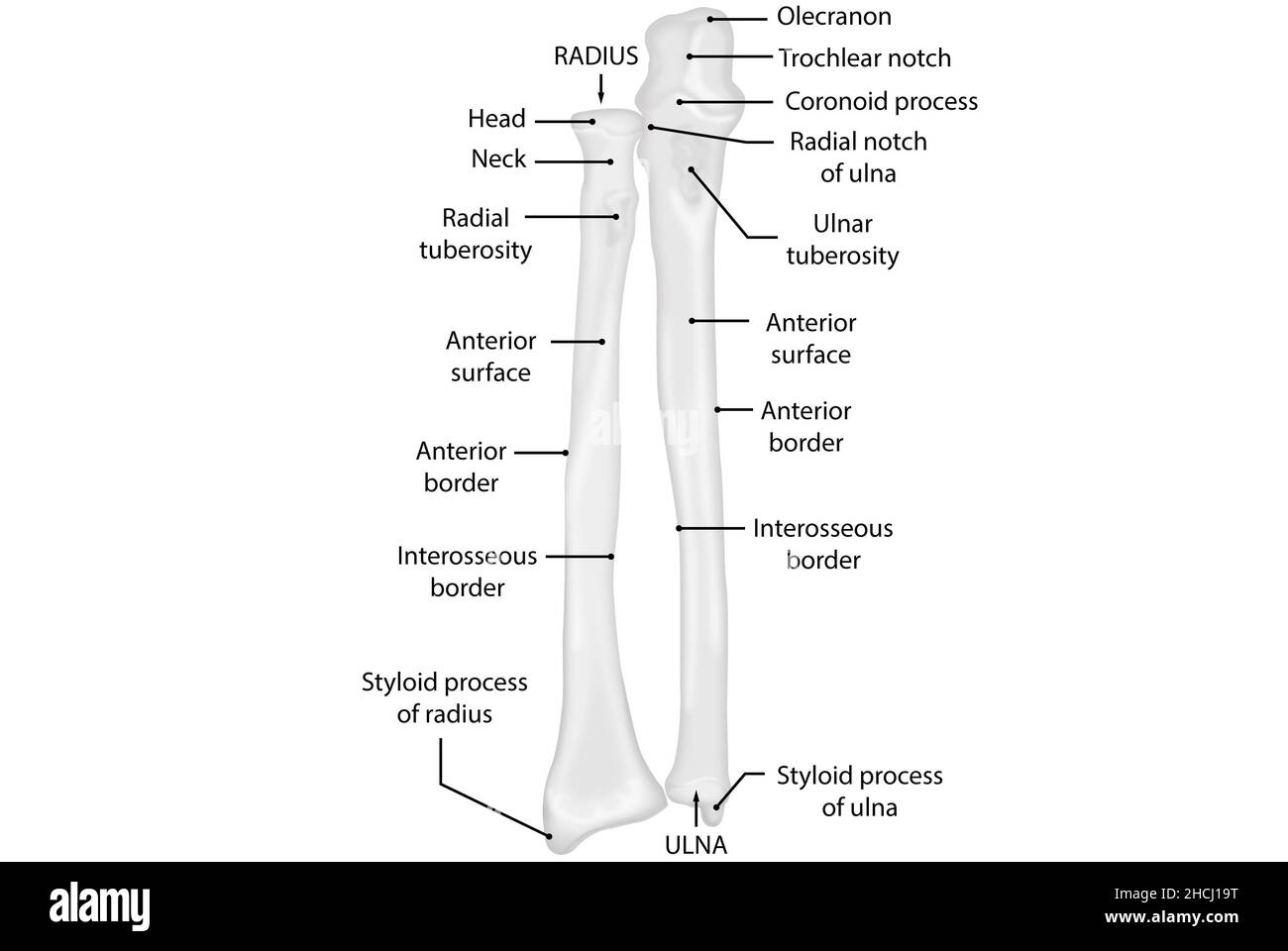 Ulna und Radius, anteriore Ansicht, menschliche Anatomie Stockfoto