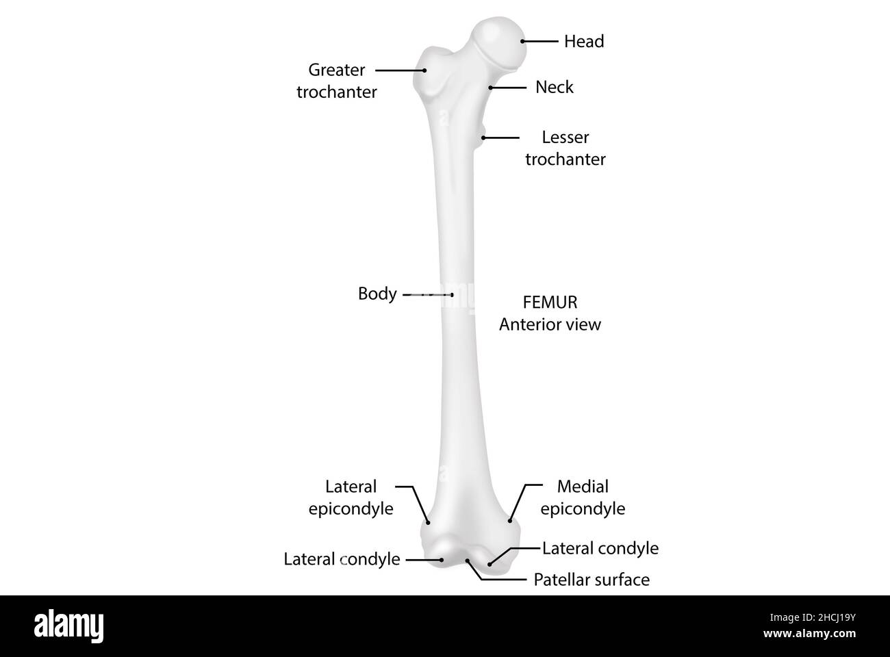 Femur, anteriore Ansicht, Anatomie, menschlicher Körper Stockfoto