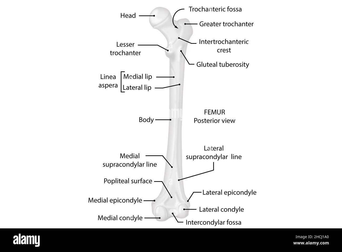 Femur, Seitenansicht, Anatomie, menschlicher Körper Stockfoto