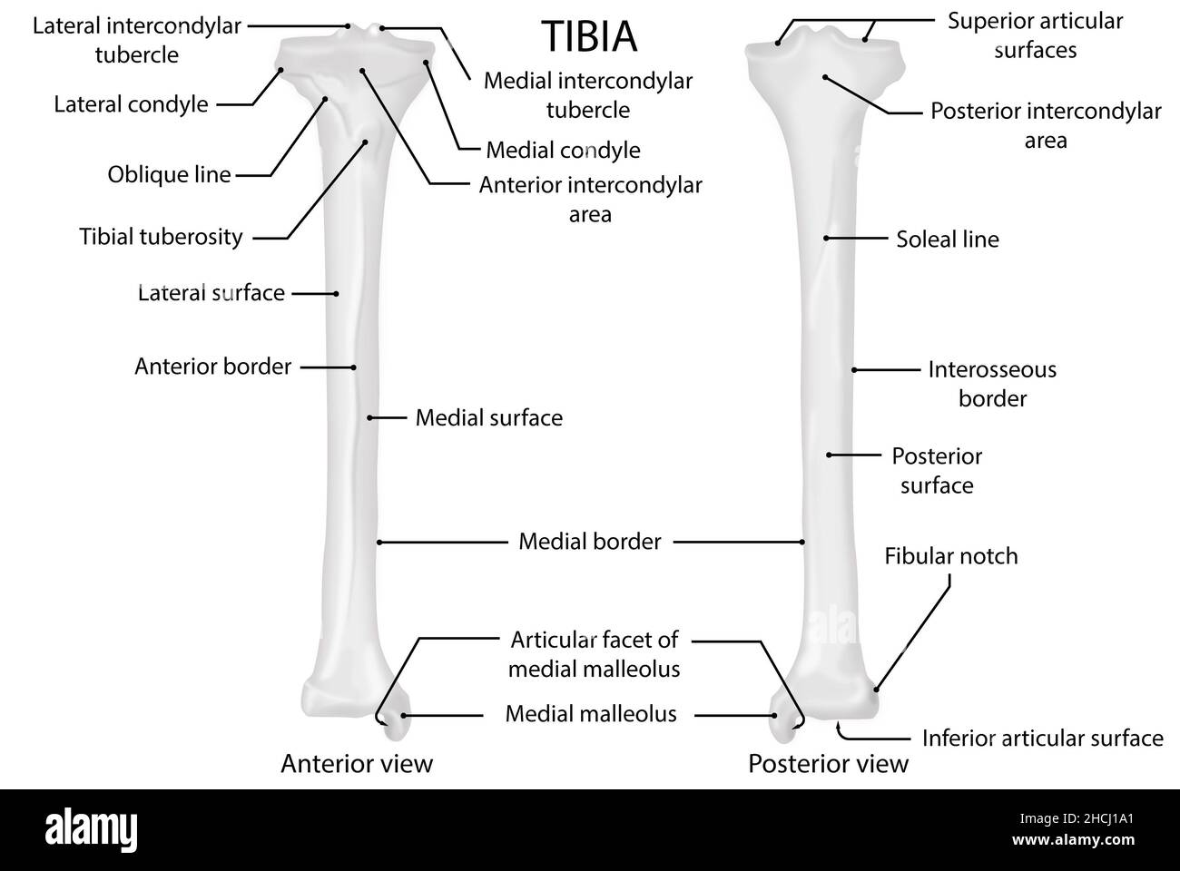 Tibia, anteriore und posteriore Ansicht, menschliche Anatomie Stockfoto