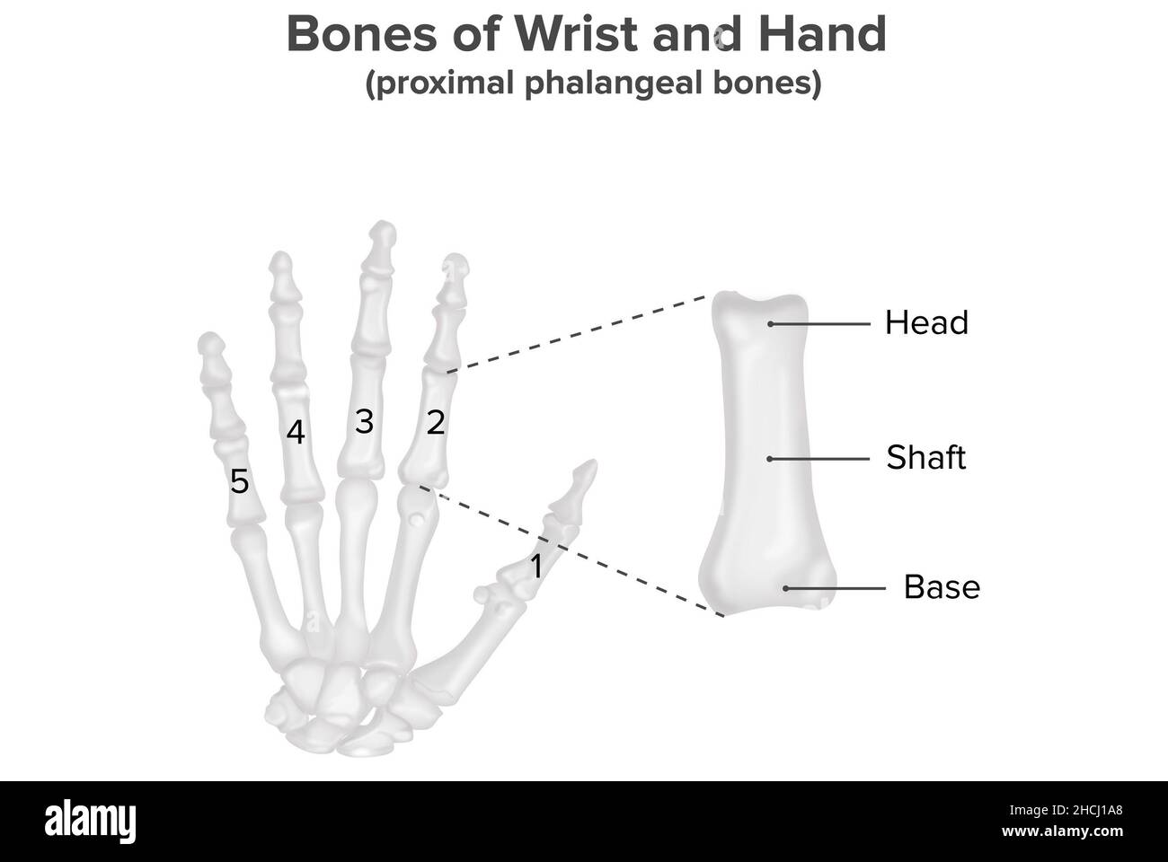 Handgelenk- und Handknochen, proximale Knochen der Schädel, Anatomie Stockfoto