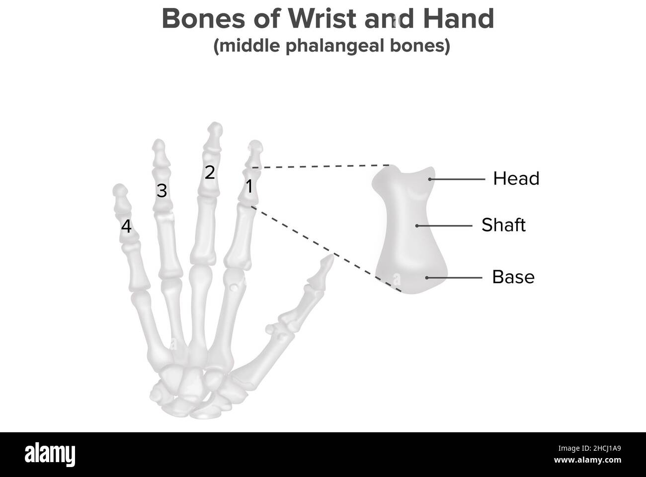 Handgelenk- und Handknochen, mittlere Knochen des Schädelknochens, Anatomie Stockfoto