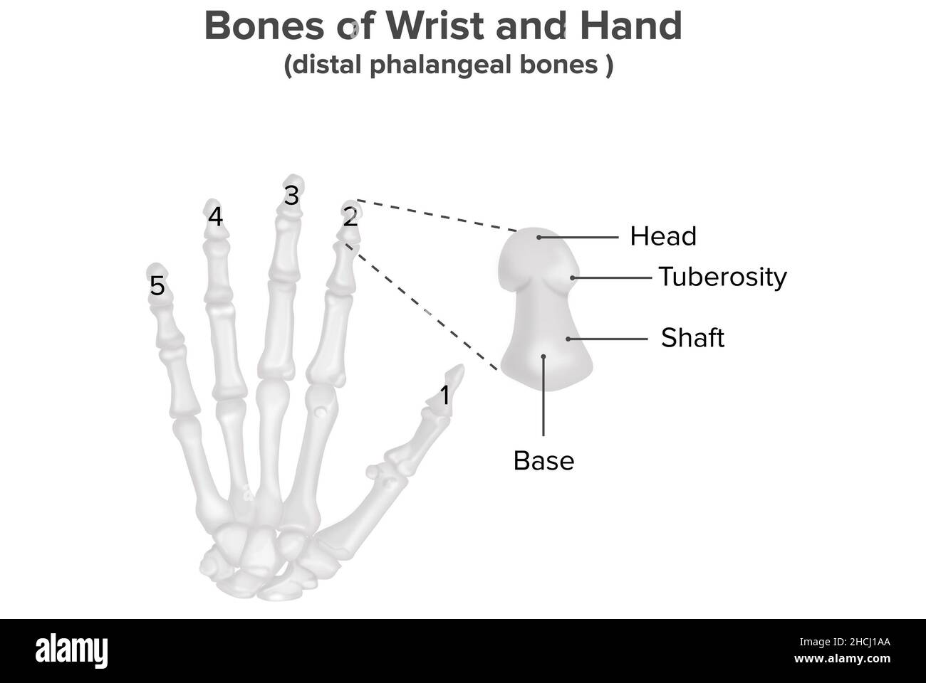 Handgelenk- und Handknochen, distale Kieferknochen, Anatomie Stockfoto