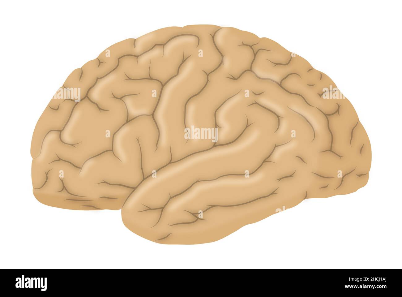 Laterale Ansicht des Gehirns Stockfoto