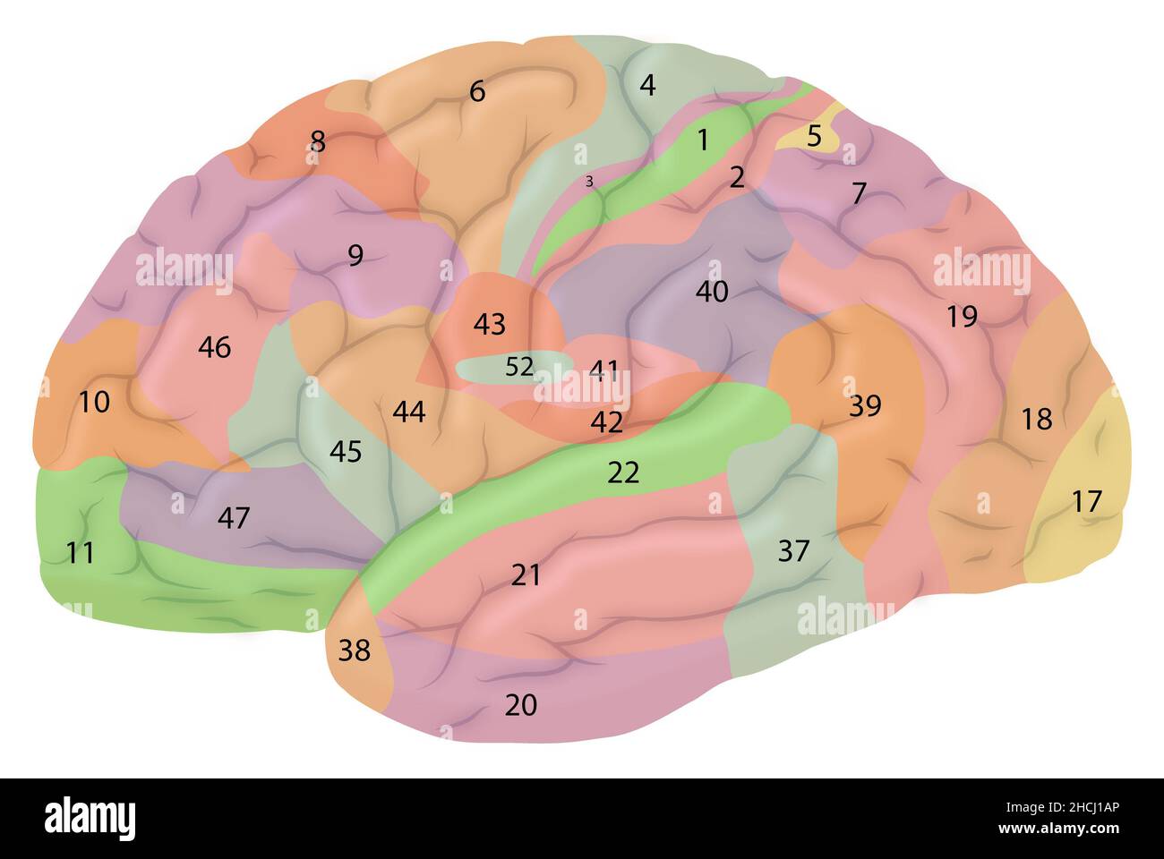 Laterale Ansicht des Gehirns mit Brodmann-Arealen Stockfoto
