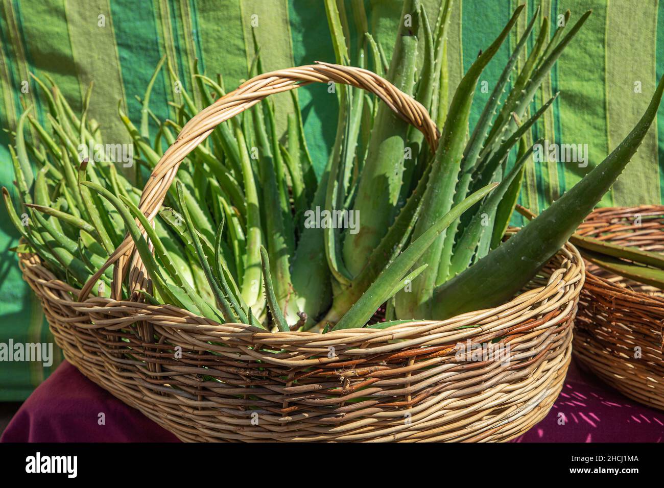 Nahaufnahme von geschnittenen Aloe Vera-Blättern in einem Weidenkorb angezeigt und zum Verkauf zur Verwendung als Pflanze mit heilenden Eigenschaften und für die Herstellung von Kosmetik, b Stockfoto