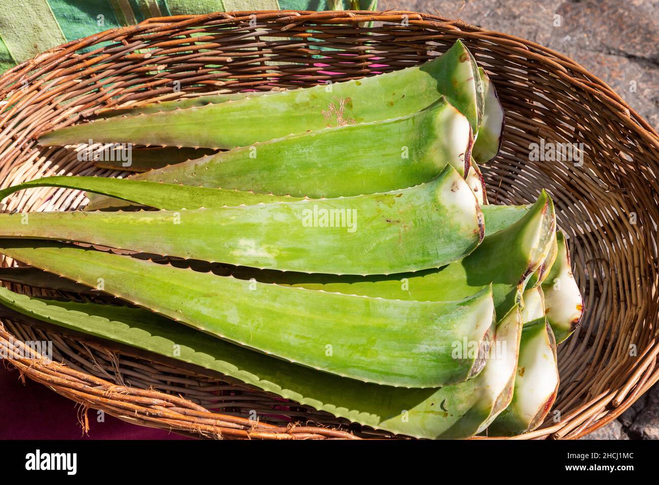 Nahaufnahme von geschnittenen Aloe Vera-Blättern in einem Weidenkorb angezeigt und zum Verkauf zur Verwendung als Pflanze mit heilenden Eigenschaften und für die Herstellung von Kosmetik, b Stockfoto