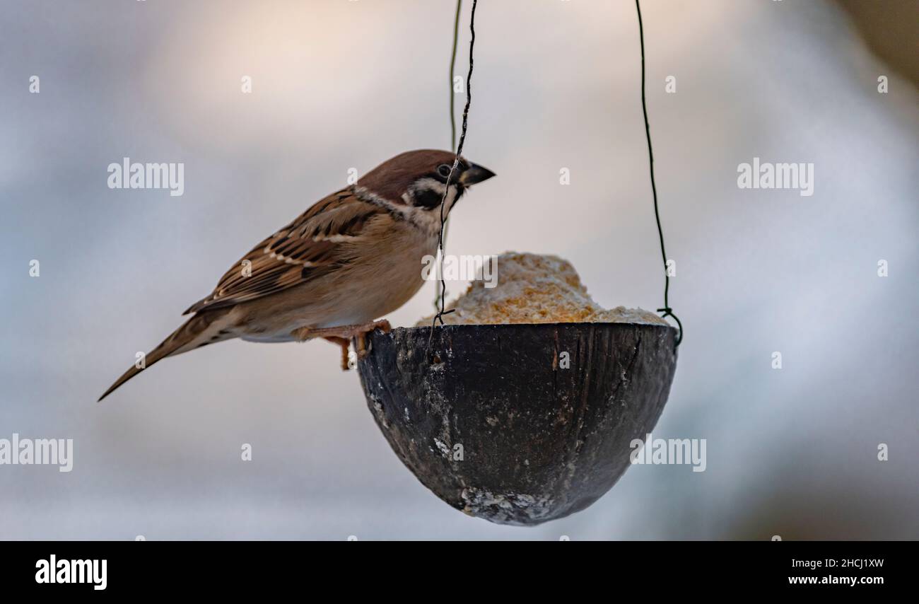 Sperling Vogel im kalten Winter bewölkt verschneiten Tag Stockfoto