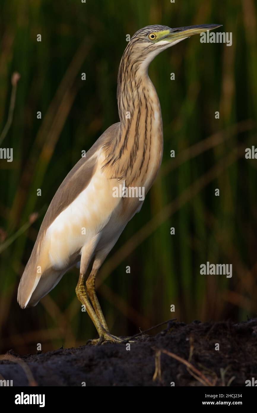 Squacco Heron, Marakissa, Western Division, Gambia Stockfoto