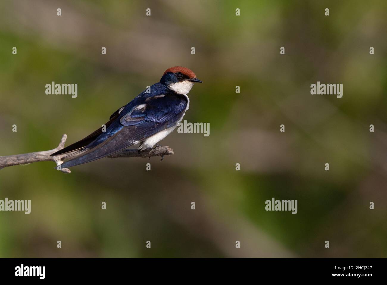 Drahtailed Swallow, Marakissa, gambia, Westafrika Stockfoto