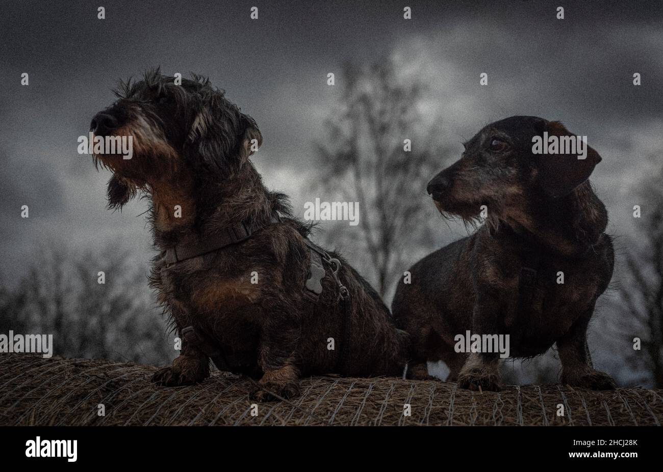 Dachshunde auf Heuball in dunkel bewölktem Winter frischen Tag Stockfoto