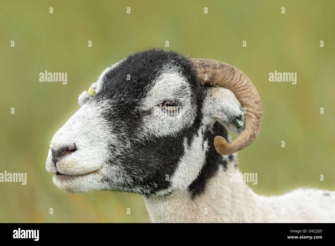 Nahaufnahme eines Swaledale-Schafes mit Lockenhorn nach links. Swaledale Schafe sind eine robuste Rasse, natice North Yorkshire. Saubere Zimmer Stockfoto