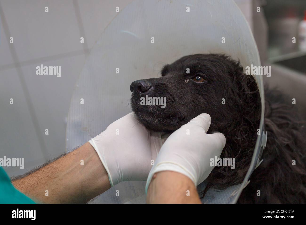 Nahaufnahme eines Tierarztes, der einen schwarzen Hund in der Klinik untersucht Stockfoto