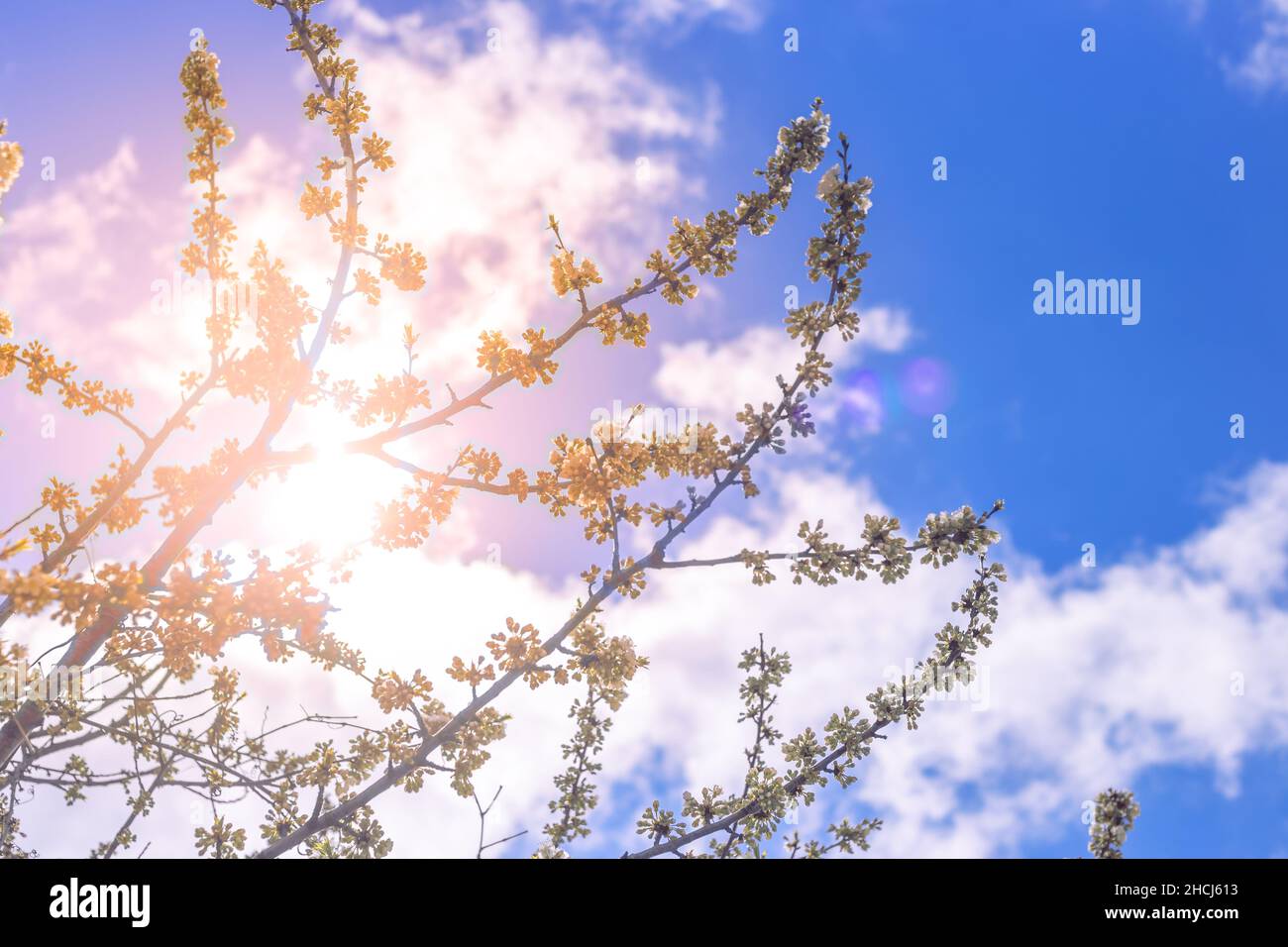 Zweige mit weißen Sakura-Blüten am Himmel mit Wolken an einem hellen sonnigen Frühlingstag. Stockfoto