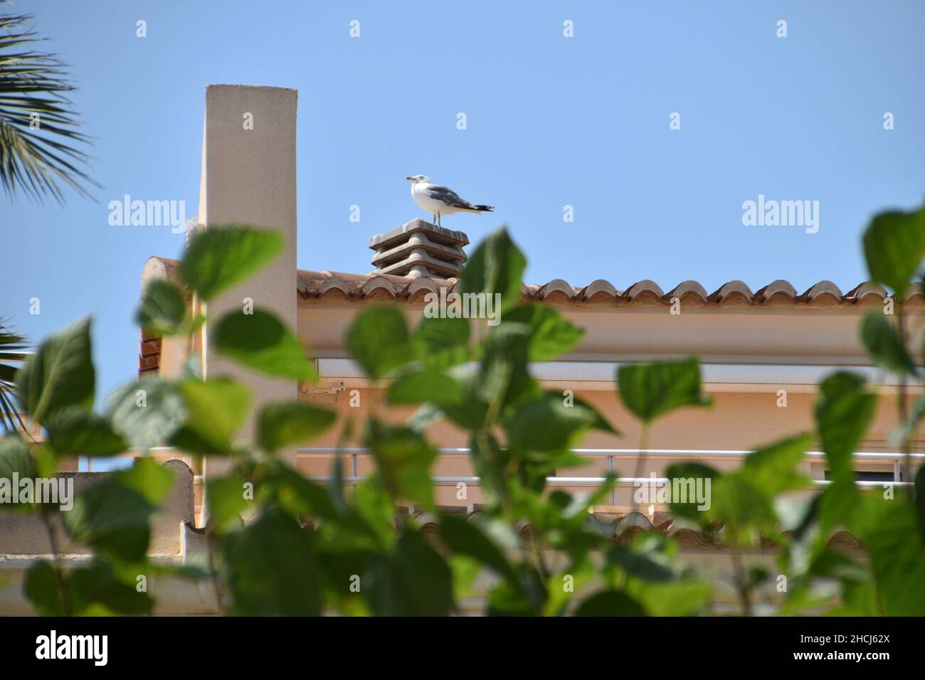 Weiße Möwe mit grauen Flügeln auf einem Gebäude im Hintergrund verschwommener Blätter Stockfoto