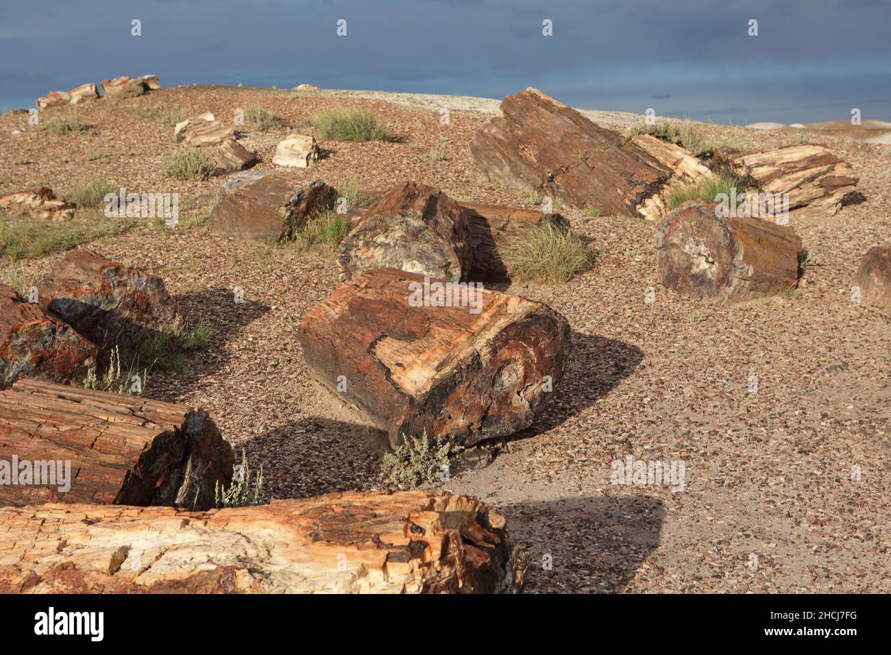 Versteinerte Baumstämme im Crystal Forest, Petrified Forest National Park im Nordosten von Arizona, USA Stockfoto