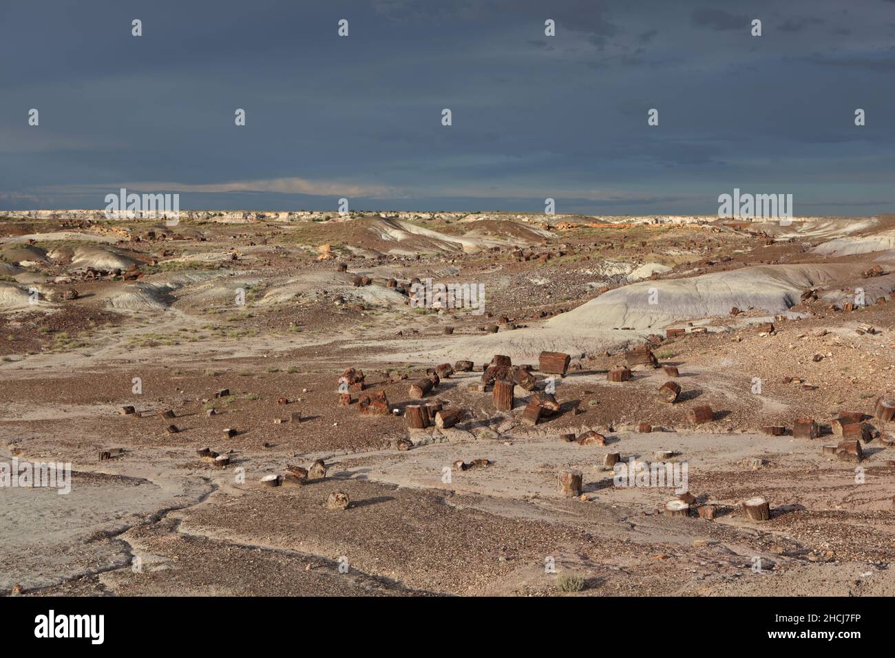 Versteinerte Baumstämme im Crystal Forest, Petrified Forest National Park im Nordosten von Arizona, USA Stockfoto