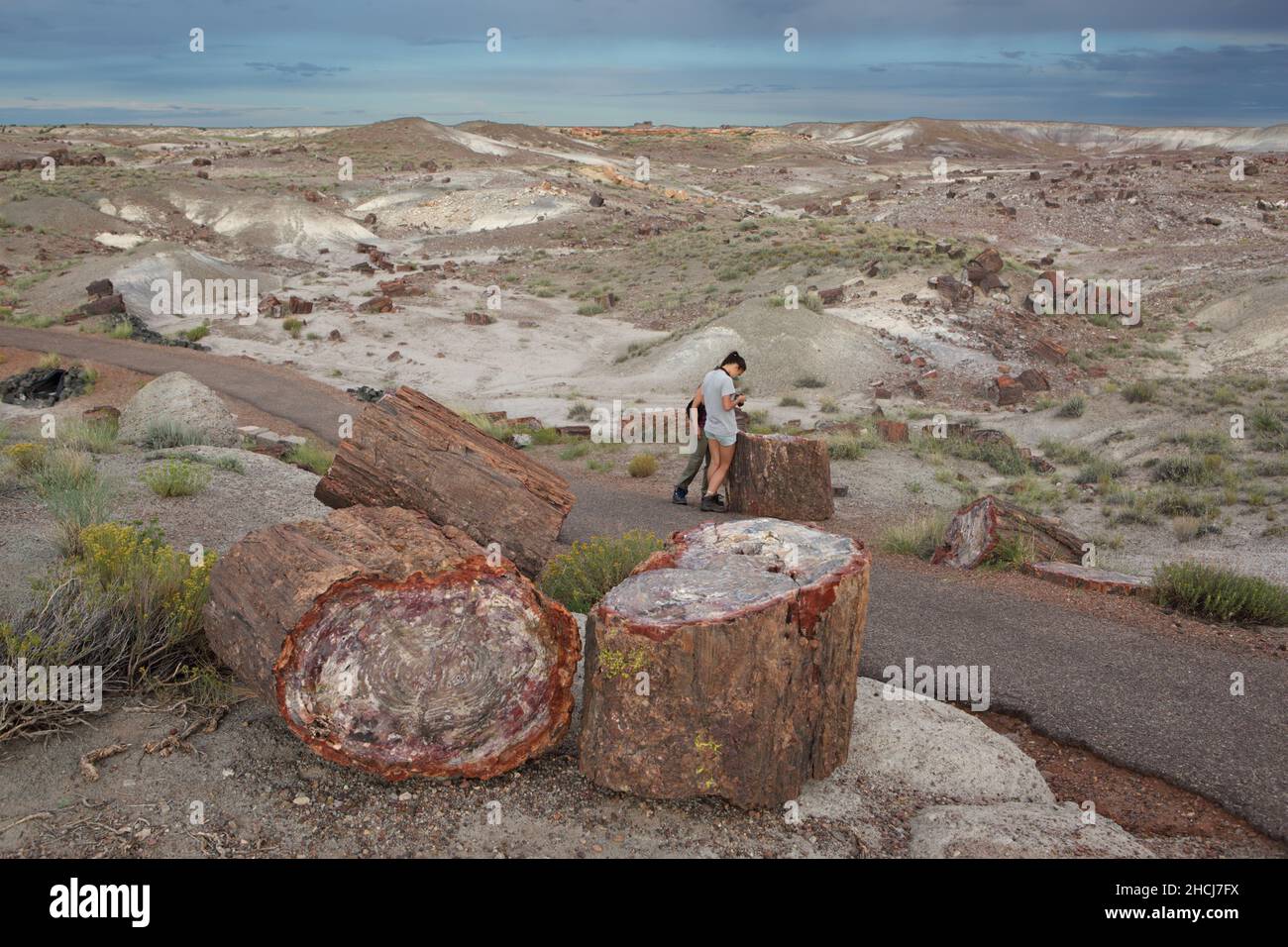 Versteinerte Baumstämme im Crystal Forest, Petrified Forest National Park im Nordosten von Arizona, USA. Stockfoto