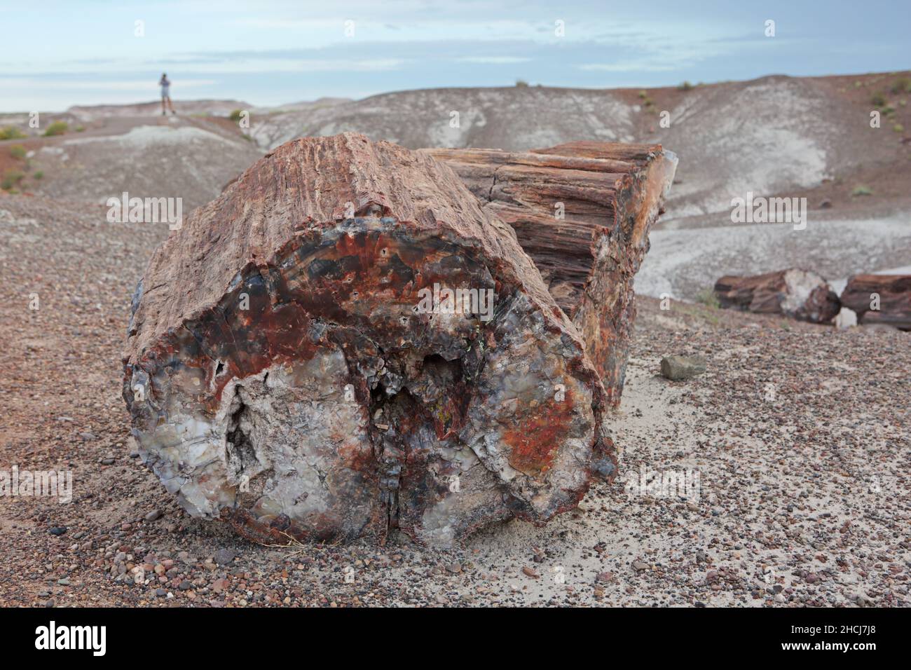 Versteinerte Baumstämme im Crystal Forest, Petrified Forest National Park im Nordosten von Arizona, USA Stockfoto
