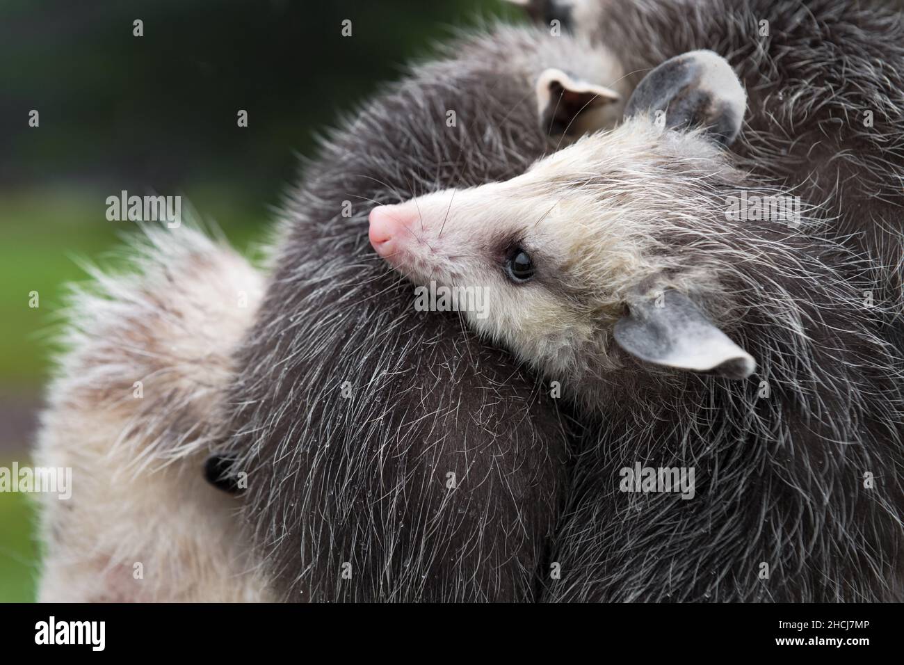 Virginia opossum Joey (Didelphisvirginiana) ruht den Kopf auf dem feuchten Rücken des Geschwistersommers - Gefangene Tiere Stockfoto