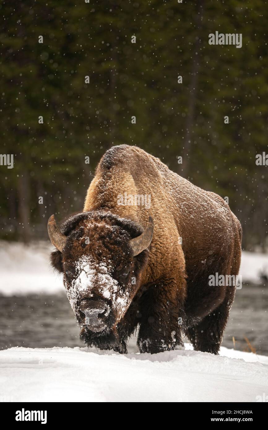 Bison im Schnee Stockfoto