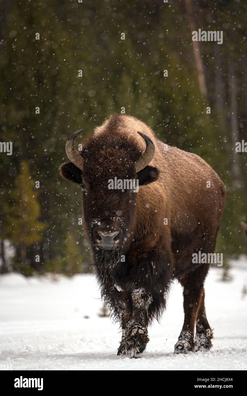 Bison im Schnee Stockfoto