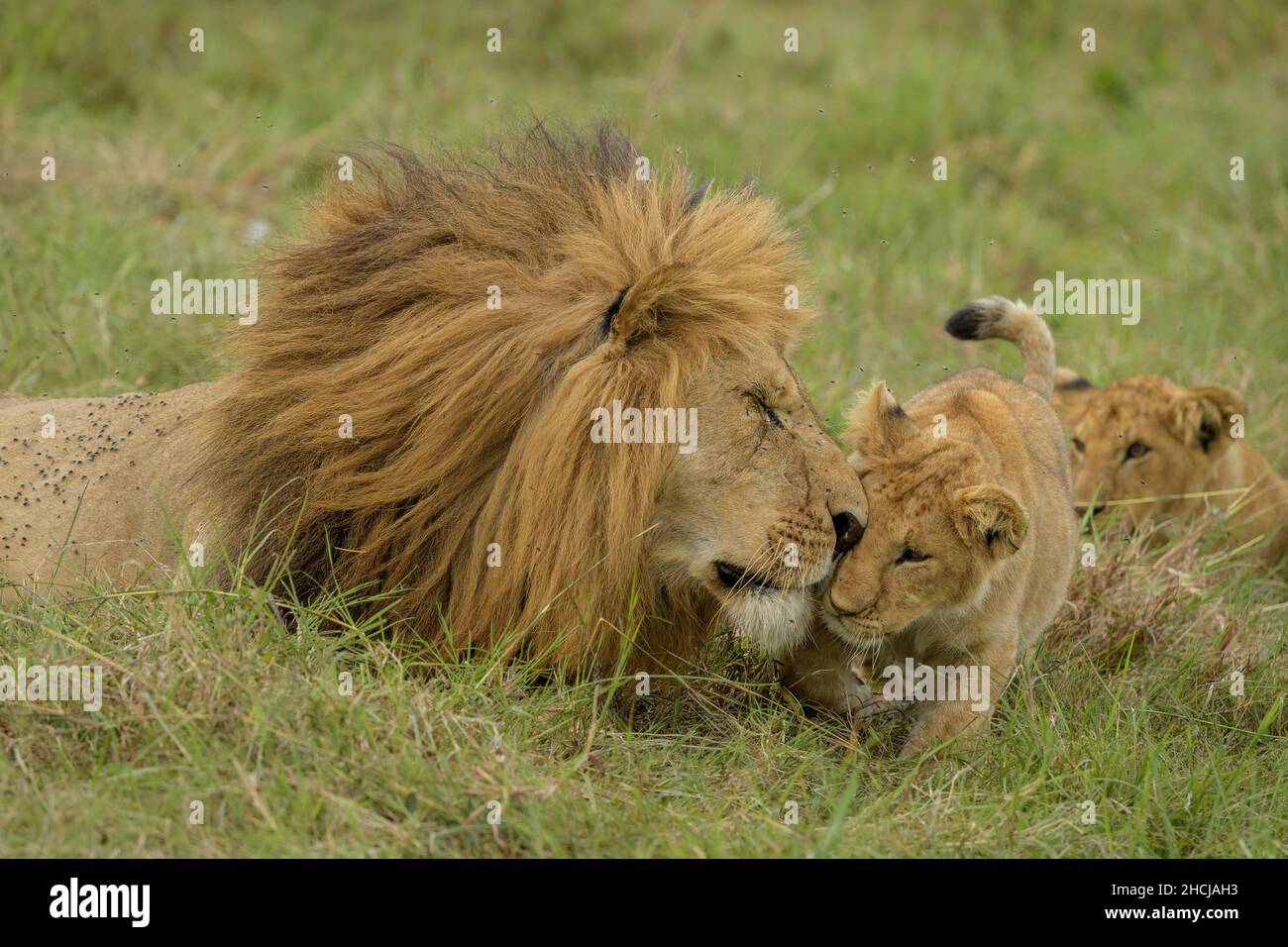 Der vermähte afrikanische männliche Löwe (Panthera leo) spielt und nuzzelt mit seinen Jungen Stockfoto