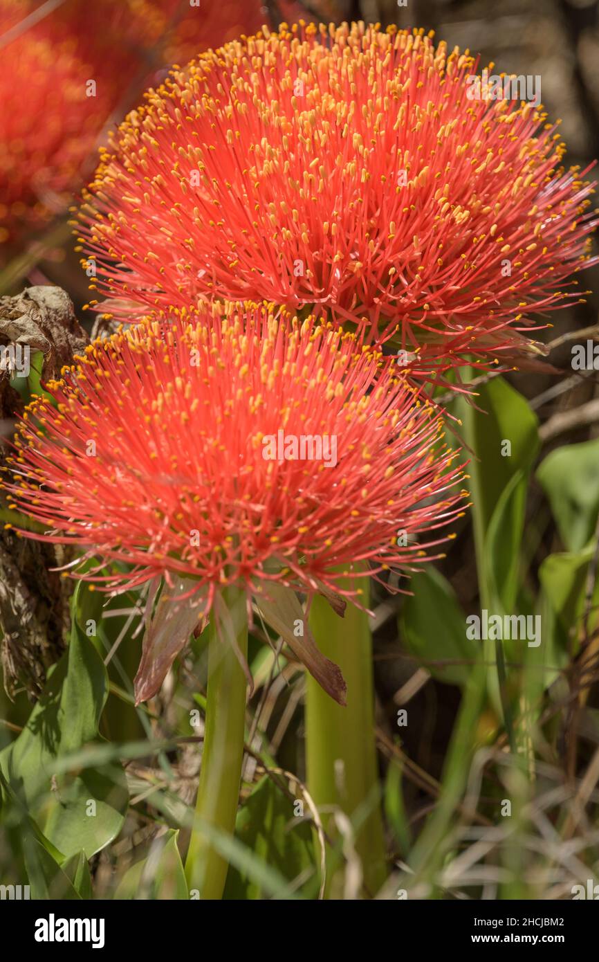 Schöne Feuerball-Lilien (Scadoxus multifloras) blühen Stockfoto