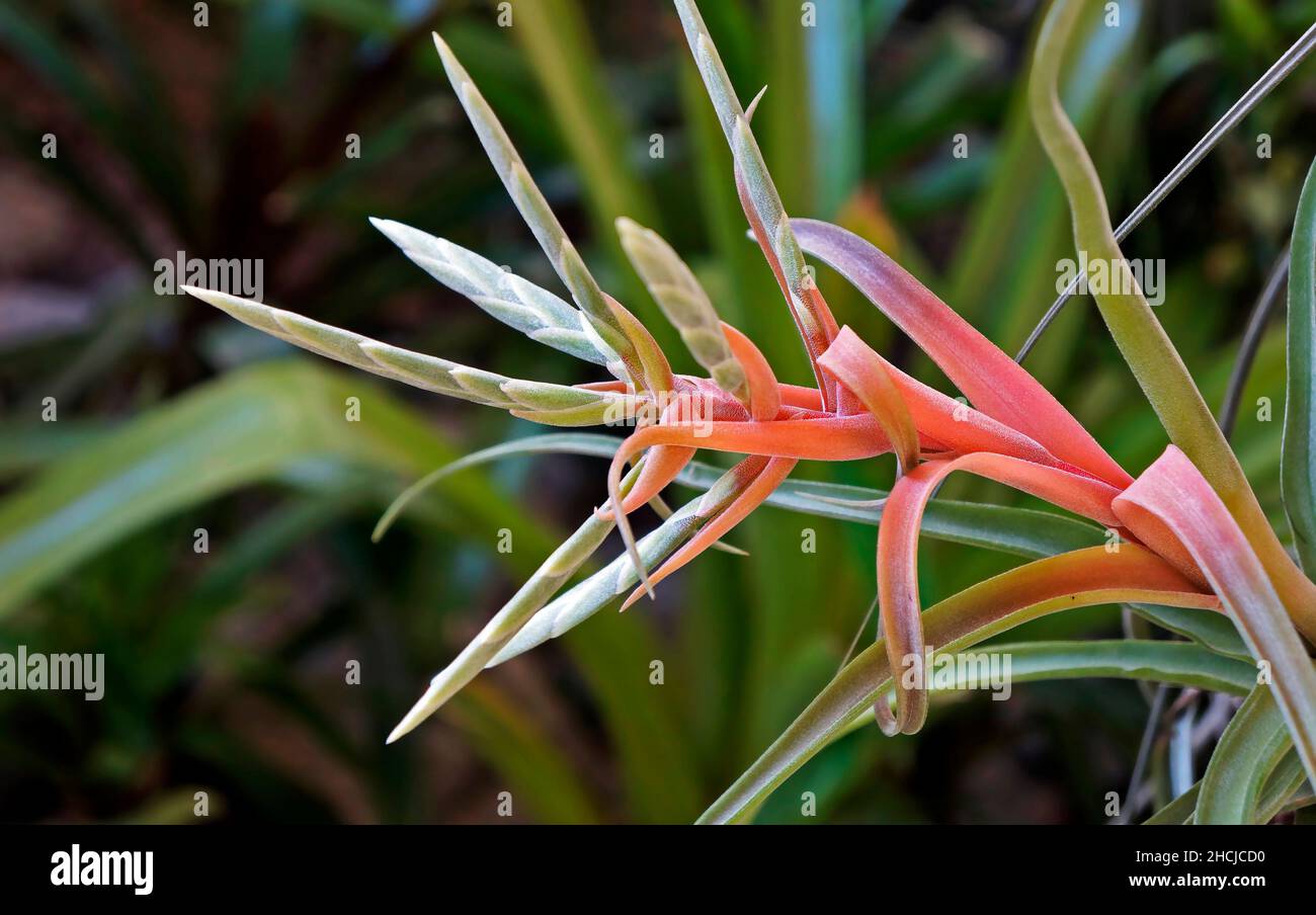Riesige Fliegerblüte (Tillandsia fasciculata) Stockfoto