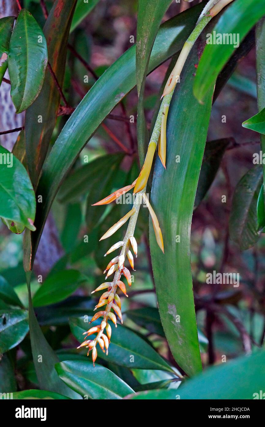 Bromelien-Blütenstand im tropischen Garten Stockfoto